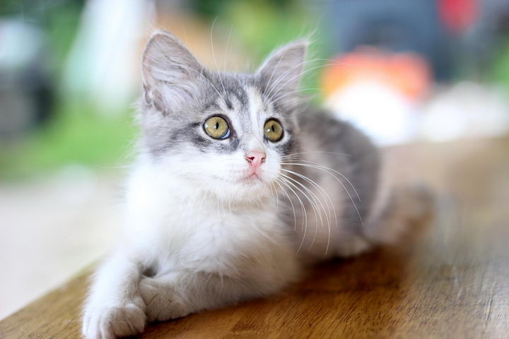 猫咪肠胃炎征兆与注意事项