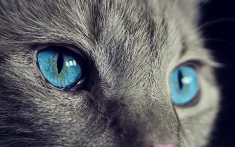 猫咪能够看到颜色么？猫咪的视力如何？猫咪是色盲么？