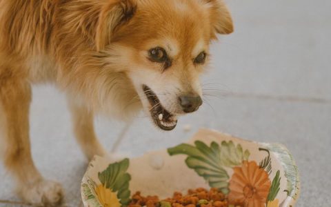 如何通过狗狗的饮食本能来训练宠物狗