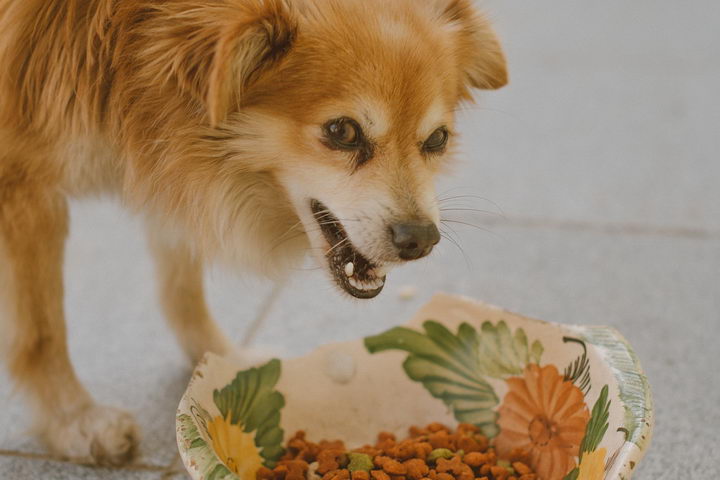 如何通过狗狗的饮食本能来训练宠物狗