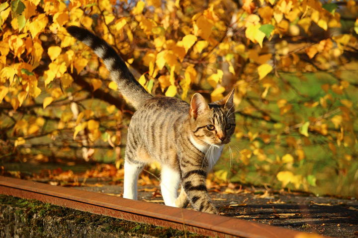 秋冬季节转换需要增强狗狗和猫咪的免疫力
