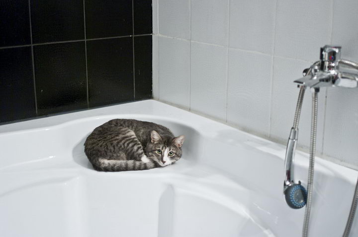 宠物猫不喜欢洗澡怎么办：三步让猫咪不再怕洗澡