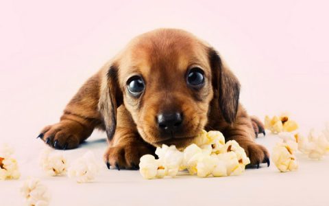 狗狗能吃爆米花么？
