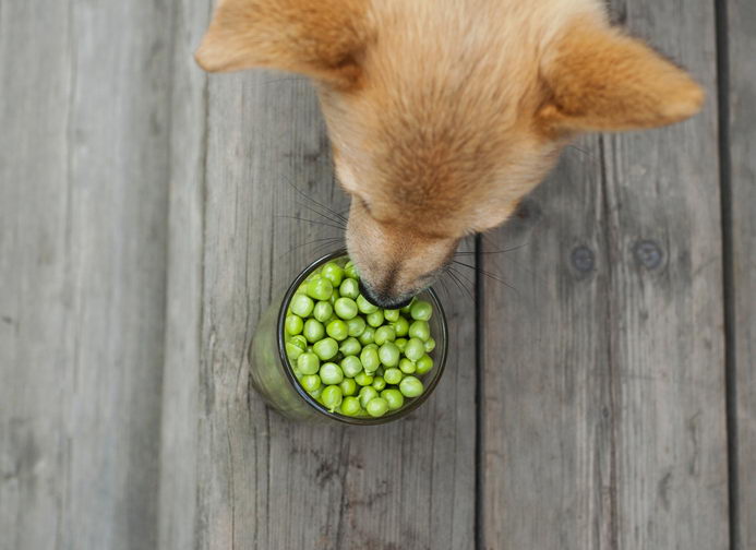 狗狗可以吃绿豆或豌豆么？