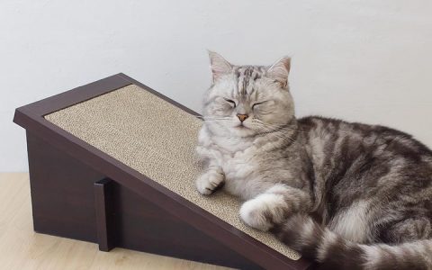 帮助你的小猫咪使用猫抓板