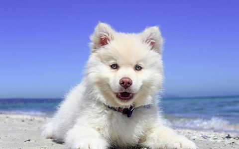 宠物知识：狗狗的正常体温是多少？