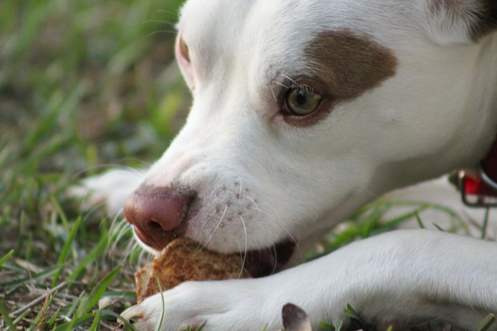 狗狗能不能吃鸡肉？有90%的铲屎官都喂错了！