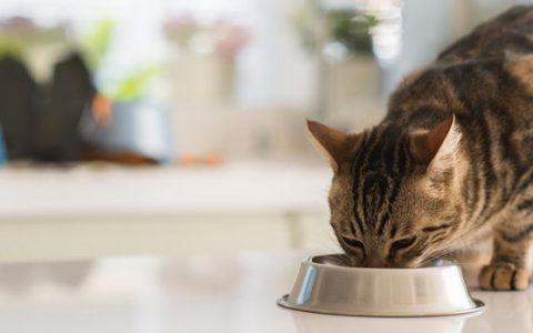猫咪的饮食中需要加入纤维素么？
