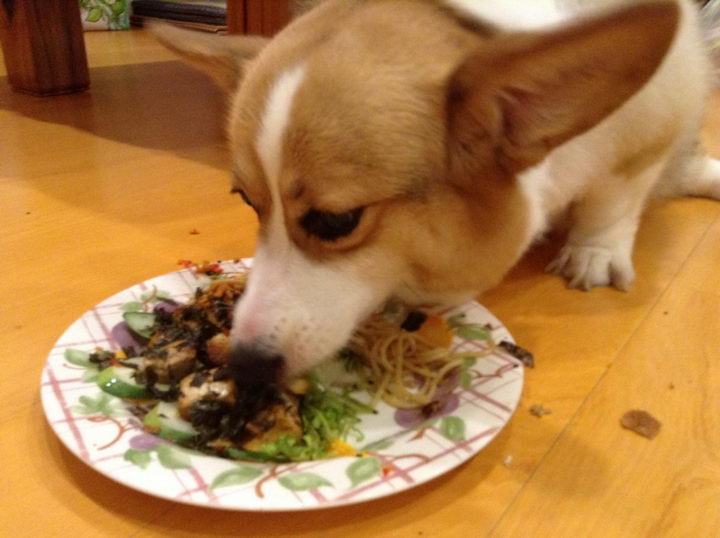 品种宠物狗狗可以吃剩菜剩饭吗？