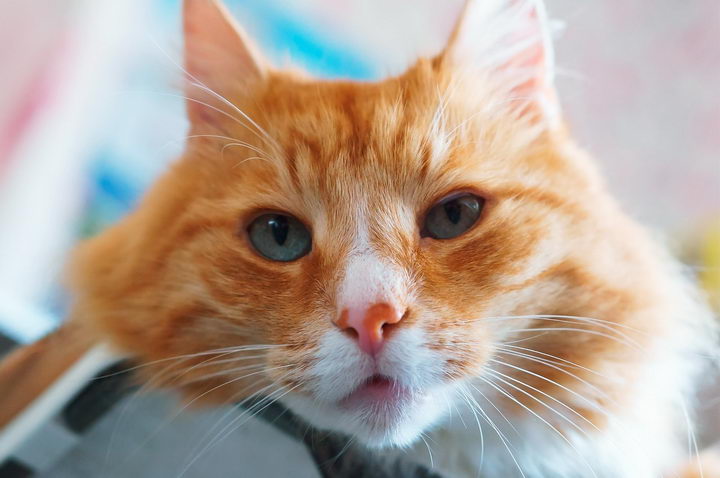 为什么会有橘猫容易长胖的说法？