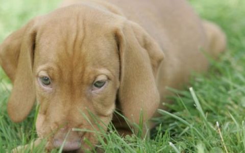 狗狗隐睾症（睾丸未降）是什么病？