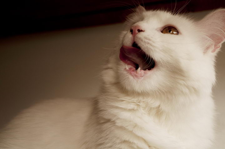 为什么猫咪会打喷嚏？宠物猫打喷嚏是有什么病么？