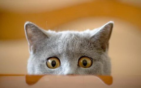 猫咪能看见鬼么？为什么猫会盯着一个地方看？