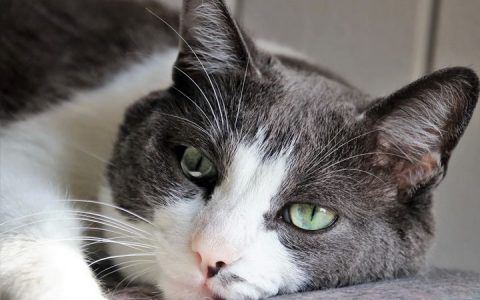 哪些原因会导致猫咪尿结石？