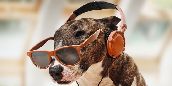 什么样的音乐能够让狗狗平静下来，比较适合宠物狗听？