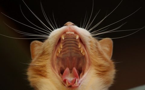 小奶猫换乳牙和成年猫咪掉牙齿正常吗？