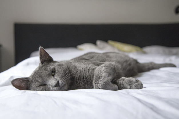 为什么猫咪总是在床上尿尿？