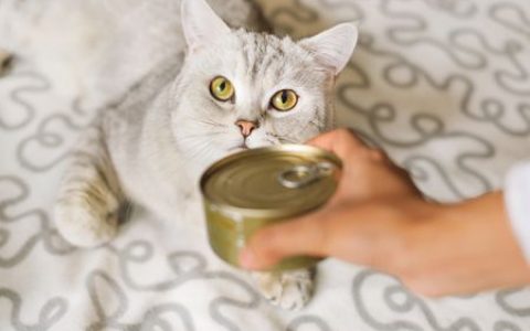 猫咪猫罐头多久吃一次比较合适？