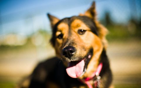 狗狗的嗅觉到底有多灵敏？最远能闻到多远的气味？