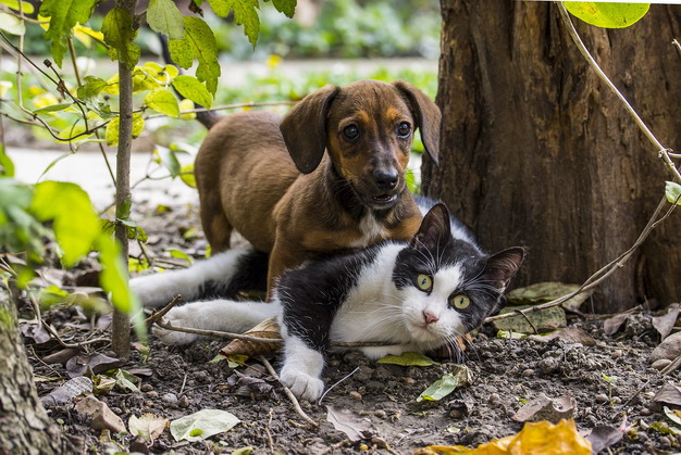宠物猫咪和狗狗耳螨（耳疥虫）的预防治疗