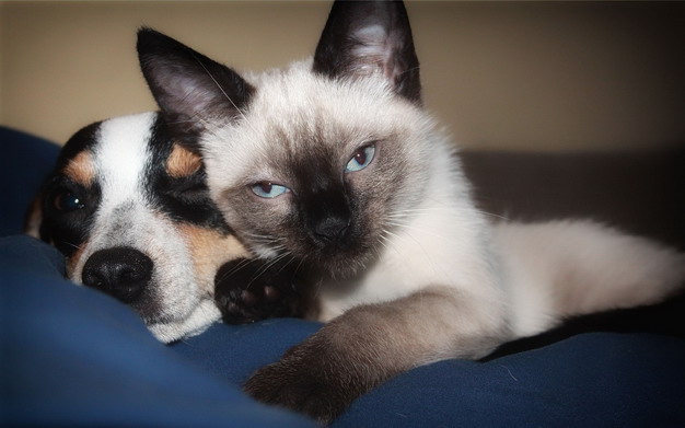 宠物猫咪和狗狗耳螨（耳疥虫）的预防治疗