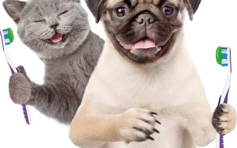 宠物猫咪和狗狗口炎的预防与治疗