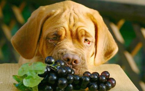 狗狗能吃葡萄么？