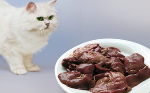 猫咪不能吃猪肝！