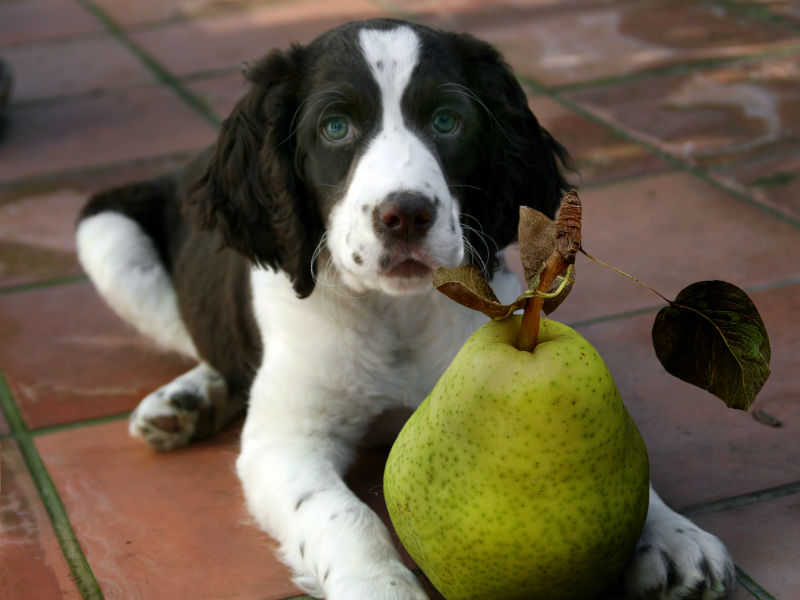 狗狗能吃梨子吗？