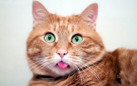 猫咪像狗一样张着嘴喘气：有可能是心脏病