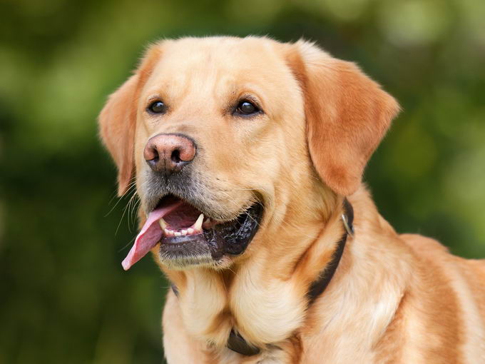 狗狗尿液味道加重、颜色变深要小心，可能是泌尿道疾病预兆