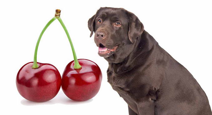 狗狗能不能吃樱桃？