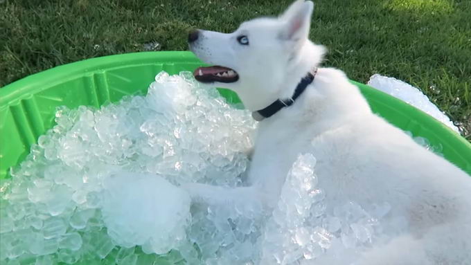 炎热的夏天能给狗狗吃冰块吗？吃冰块对狗有啥危险？