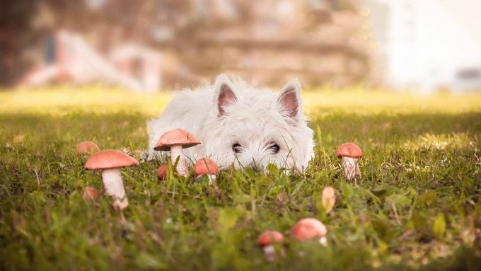 狗狗可以吃蘑菇吗？误食蘑菇会产生哪些症状，该如何处理治疗？