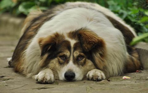 炎热夏天高温天气里肥胖的狗狗应该如何安全度过？