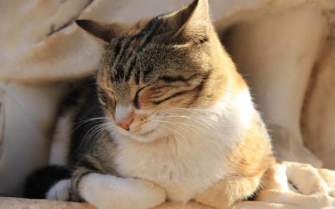 炎热的夏天里要如何让猫咪保持凉爽，避免中暑？