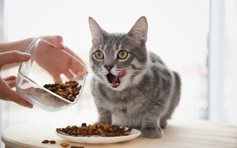 为什么有的时候猫咪对送上门的美食视而不见？
