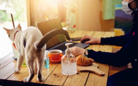 猫咪总是跳上桌子该如何纠正？