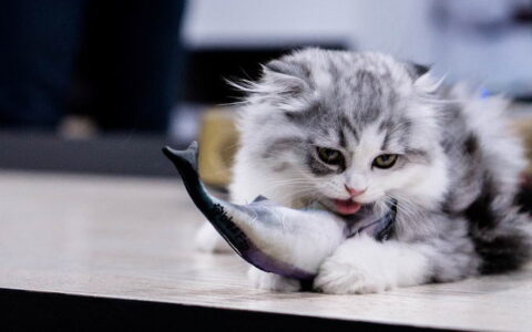 猫咪能够一日三餐吃三文鱼么？