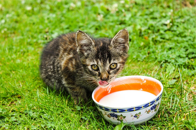 酸奶人人爱吃，那么猫咪能吃酸奶么？