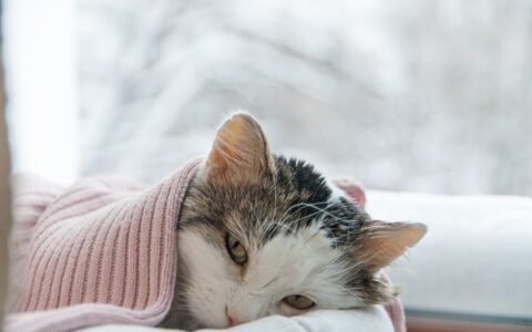 猫咪感冒了可以喂人吃的感冒药么？