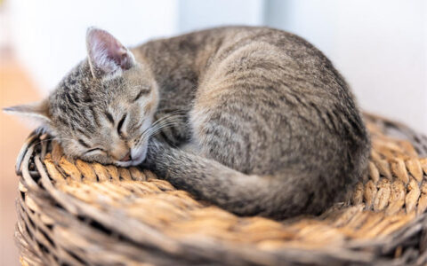 解码20种猫咪睡姿和睡觉地方的含义