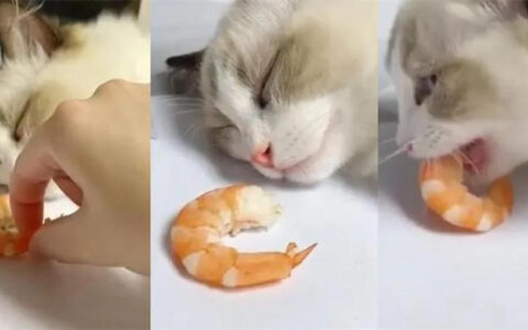 猫咪能不能吃虾？宠物猫可以吃虾吗？