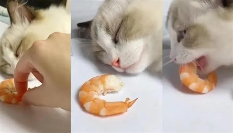 猫咪能不能吃虾？宠物猫可以吃虾吗？