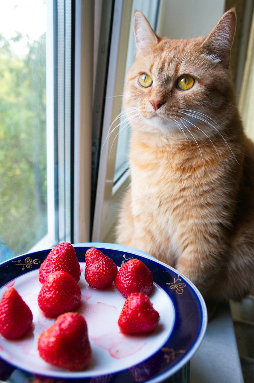 猫咪能不能吃草莓？