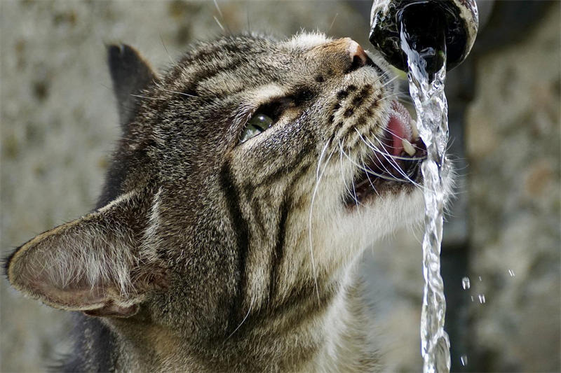 如何能够让猫咪多到水盘中喝水？