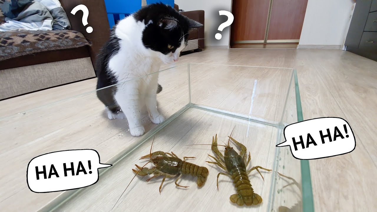 猫咪能不能吃小龙虾呢