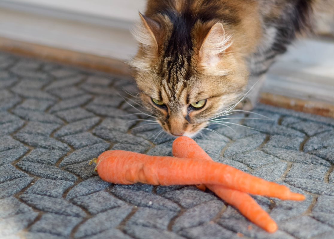 猫咪偶尔吃煮熟的胡萝卜还行，不宜多吃