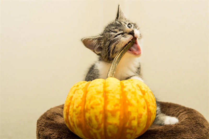 猫咪可以吃南瓜吗？