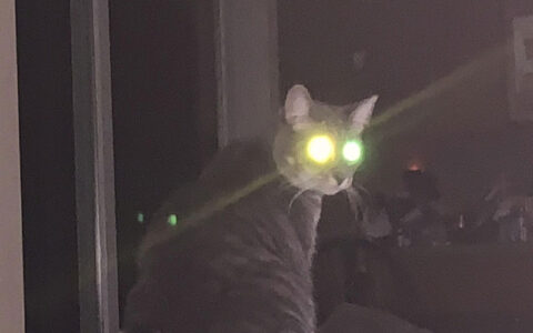 黑暗中猫的眼睛为什么会发光